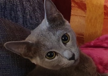 Tara