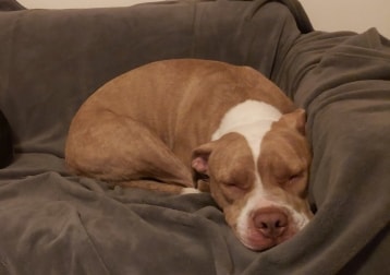 Lullie