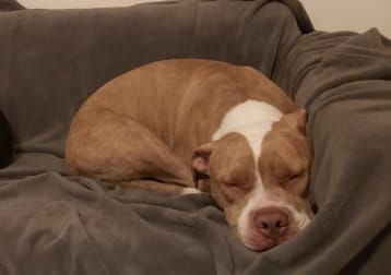 Lullie