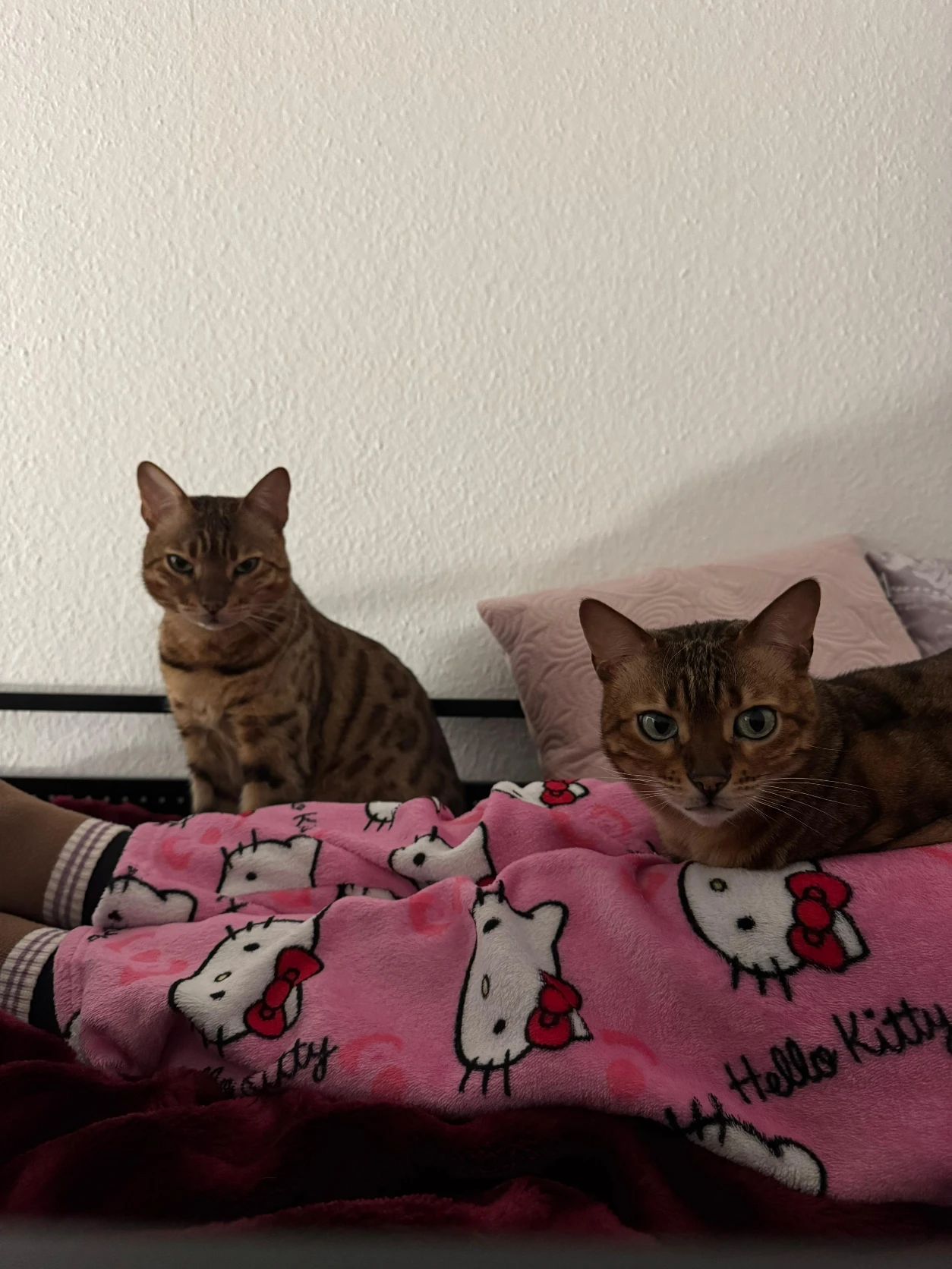 image-6