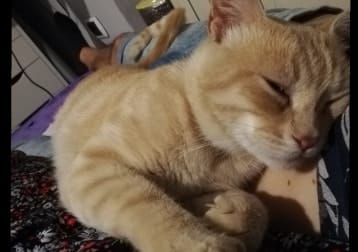 Micio