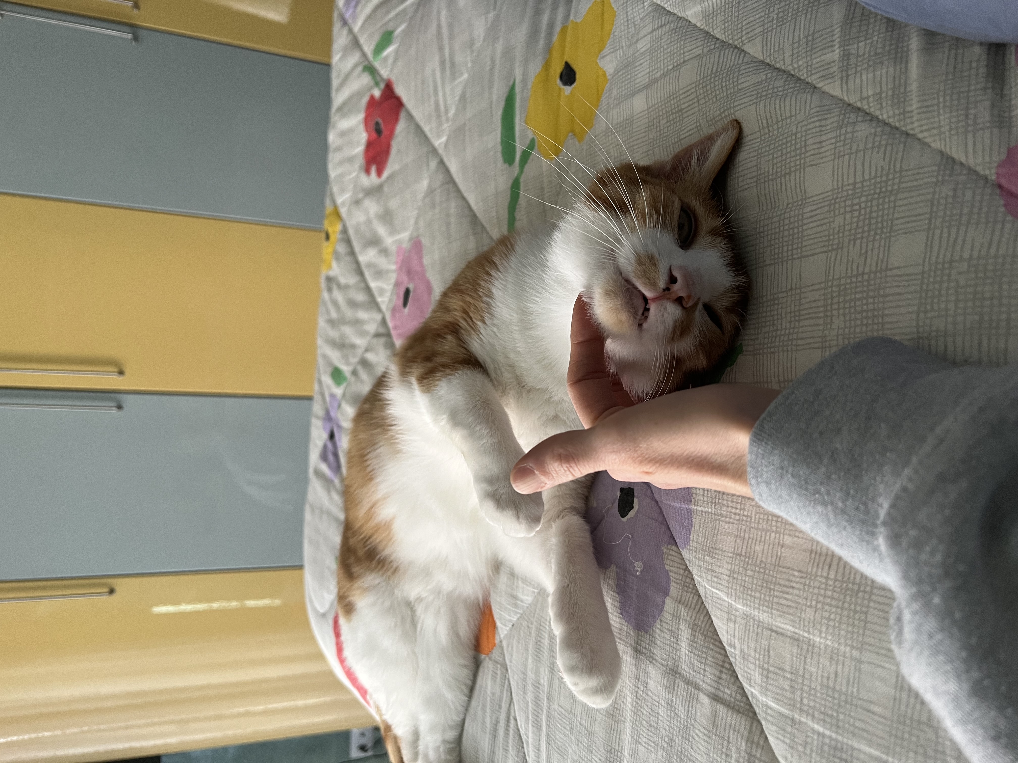 image-8