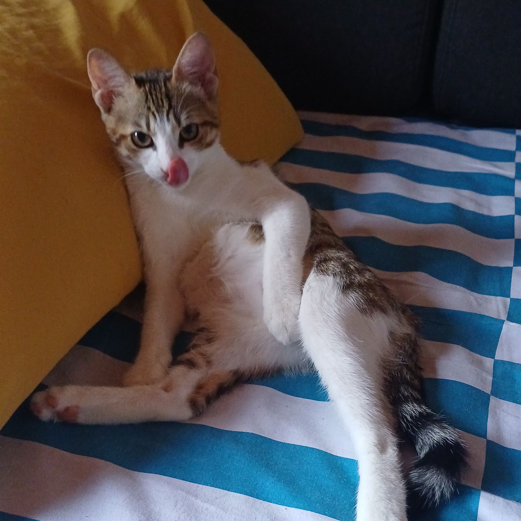 Elvis