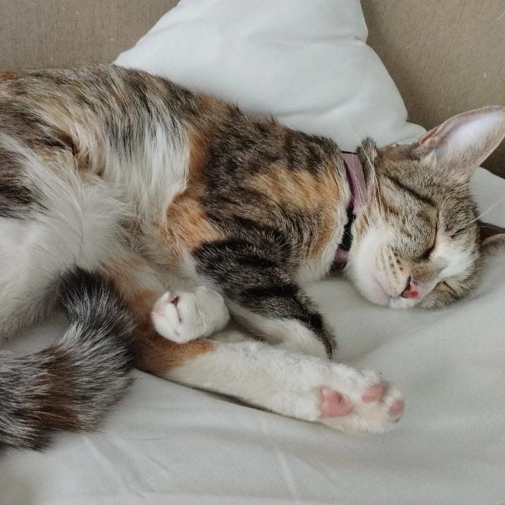 Misha