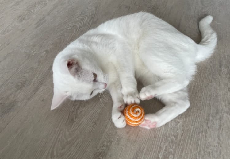 image-6