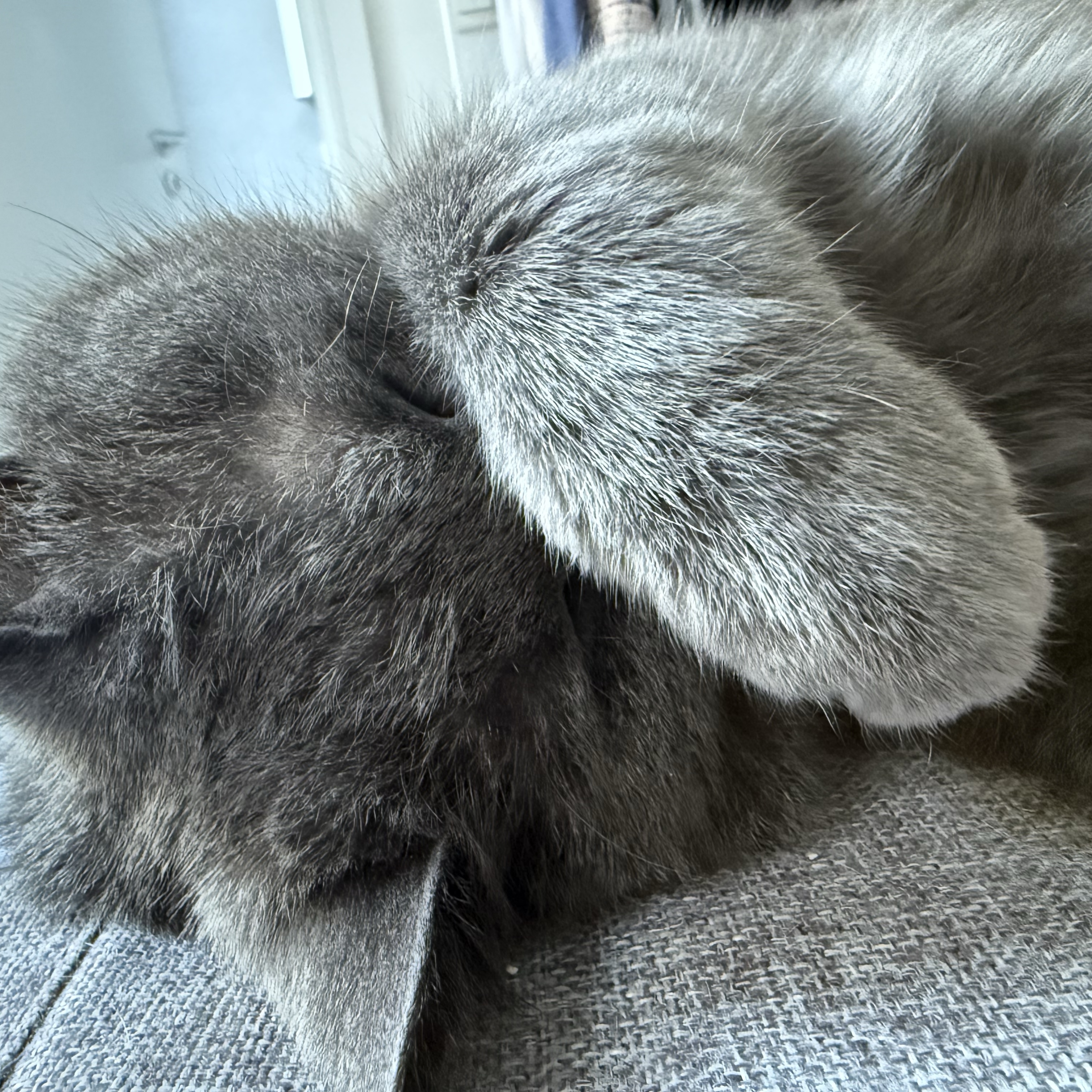 Milo