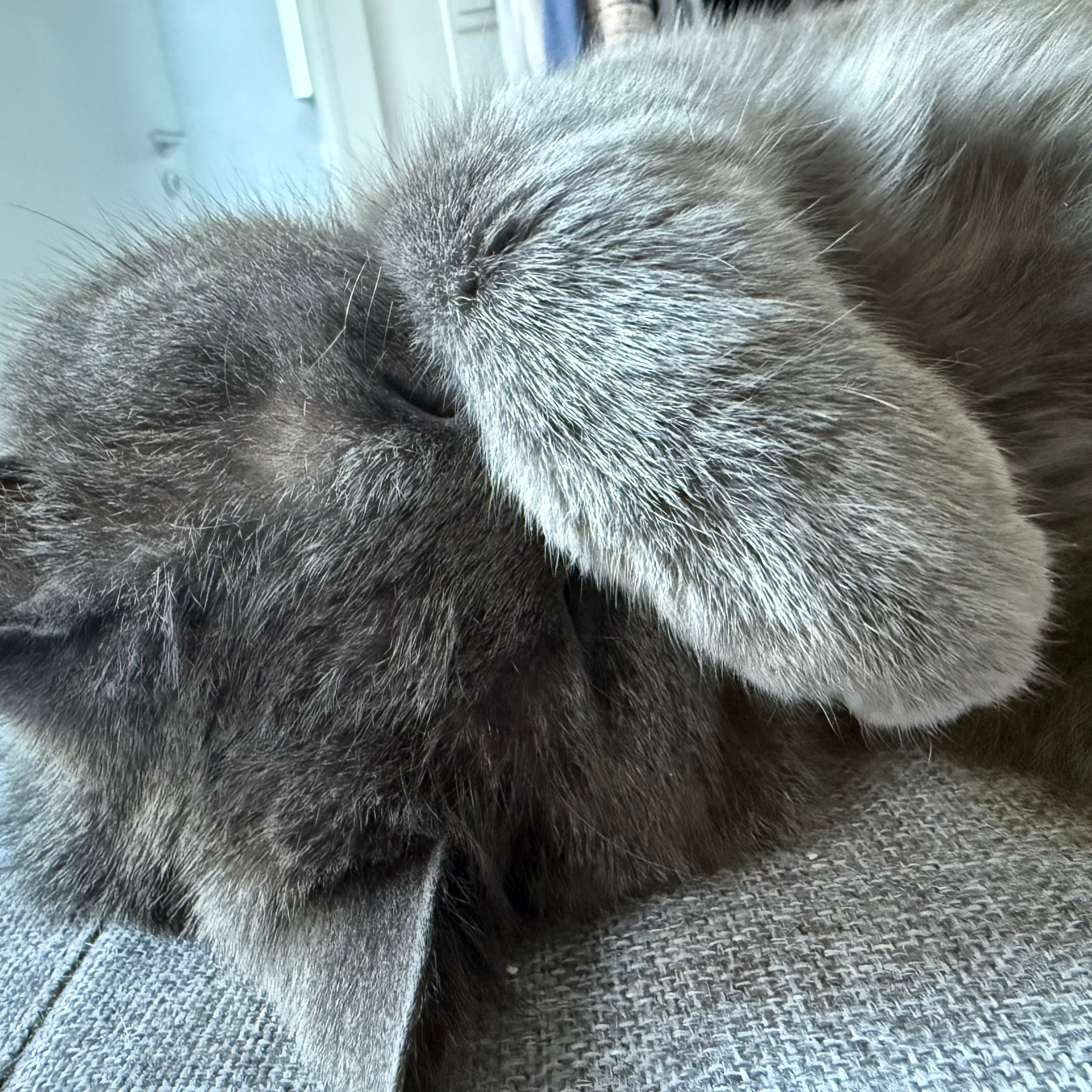Milo