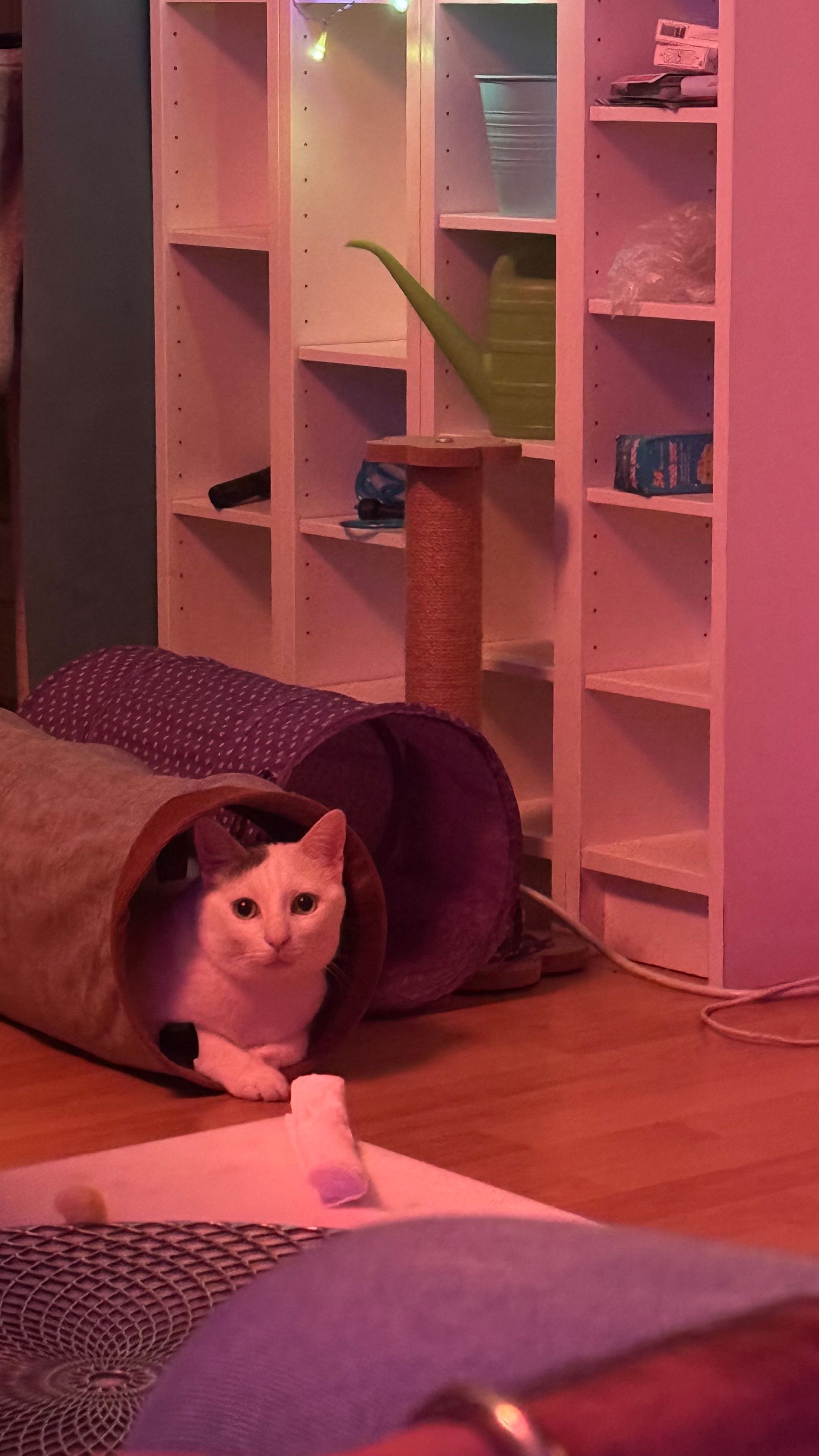 image-11