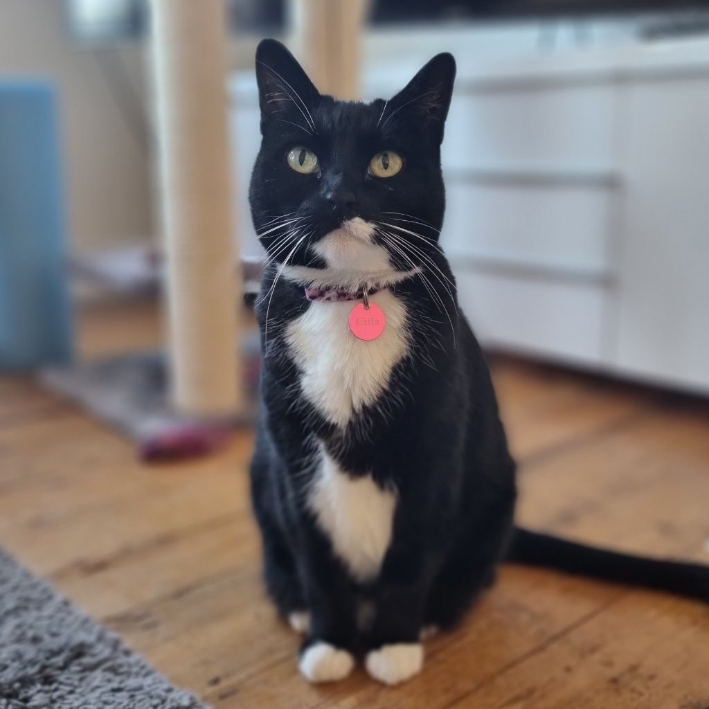 Cilla 
