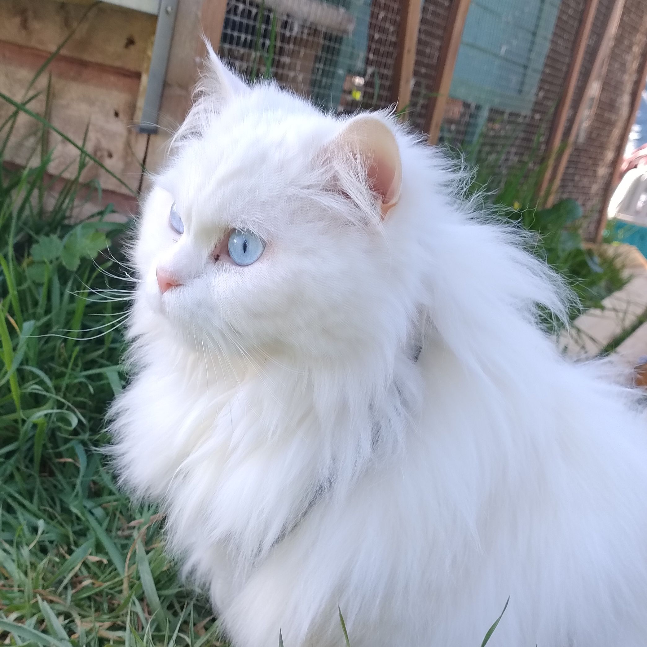 Nilla