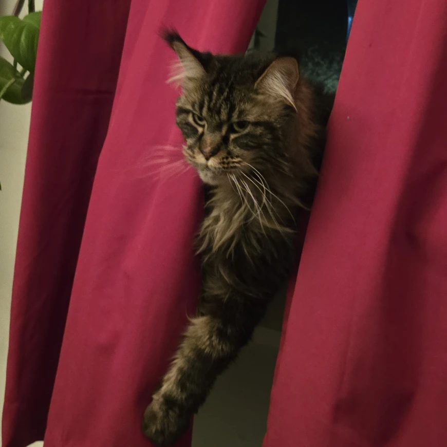 Lili