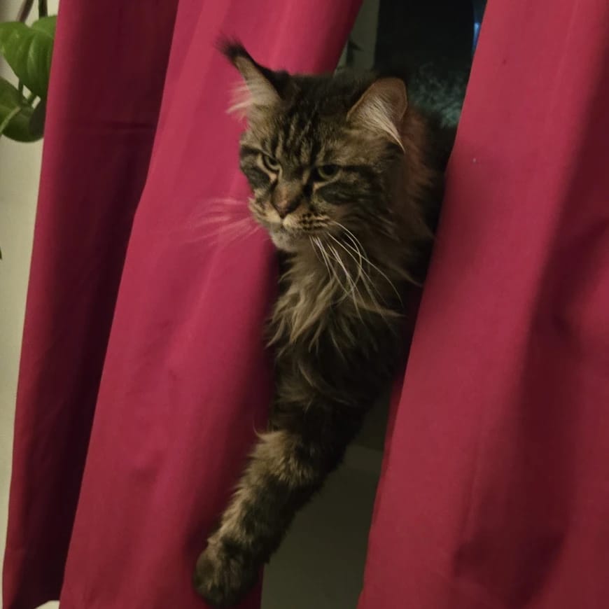 Lili