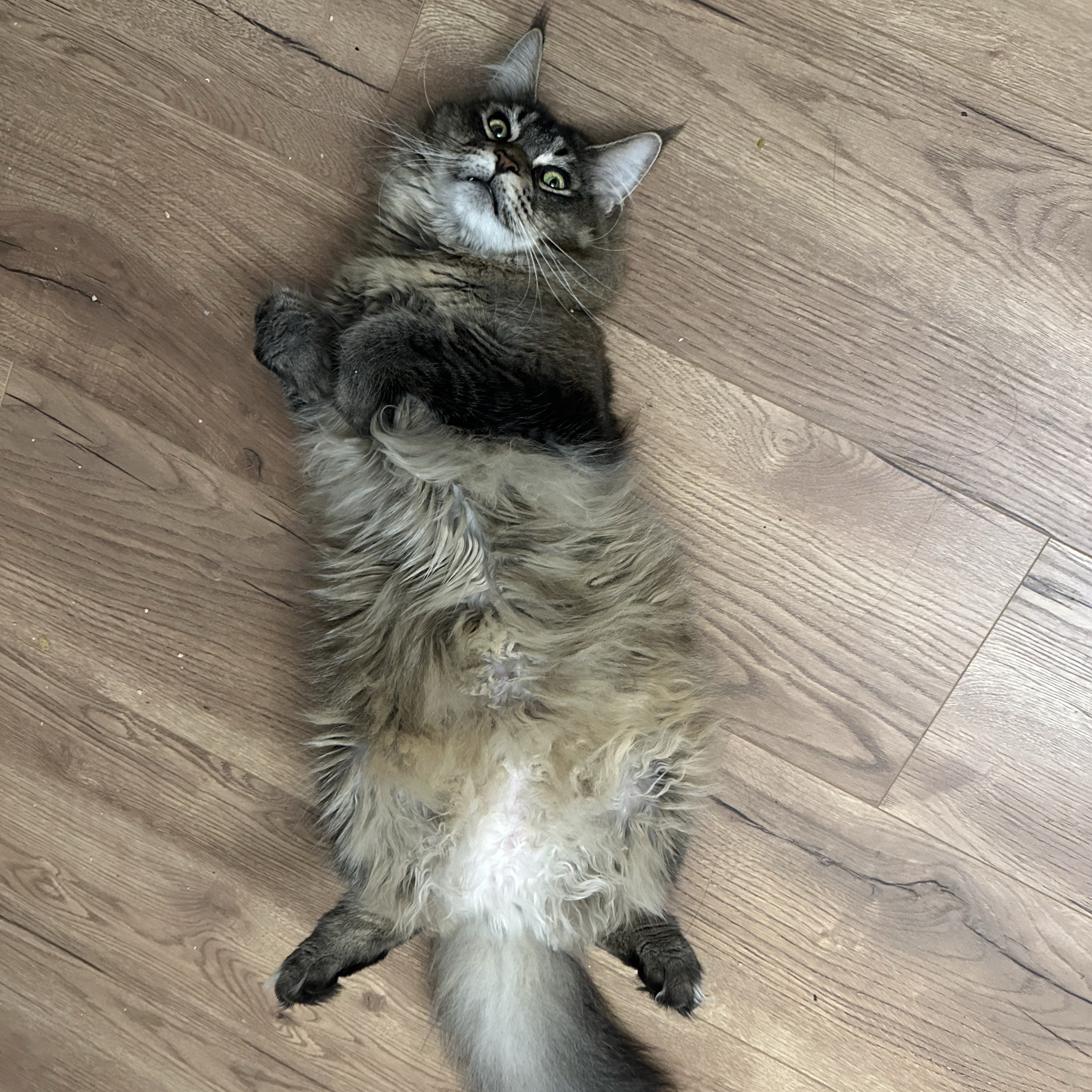 Rengar