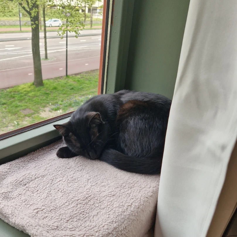 Bambino