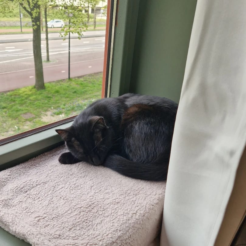 Bambino