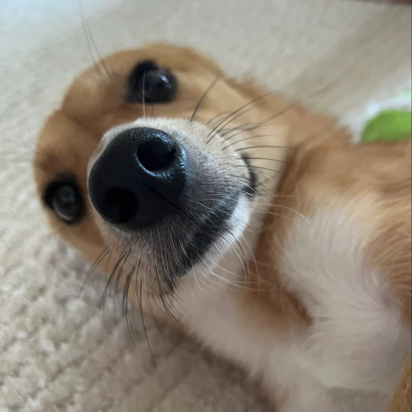peanut