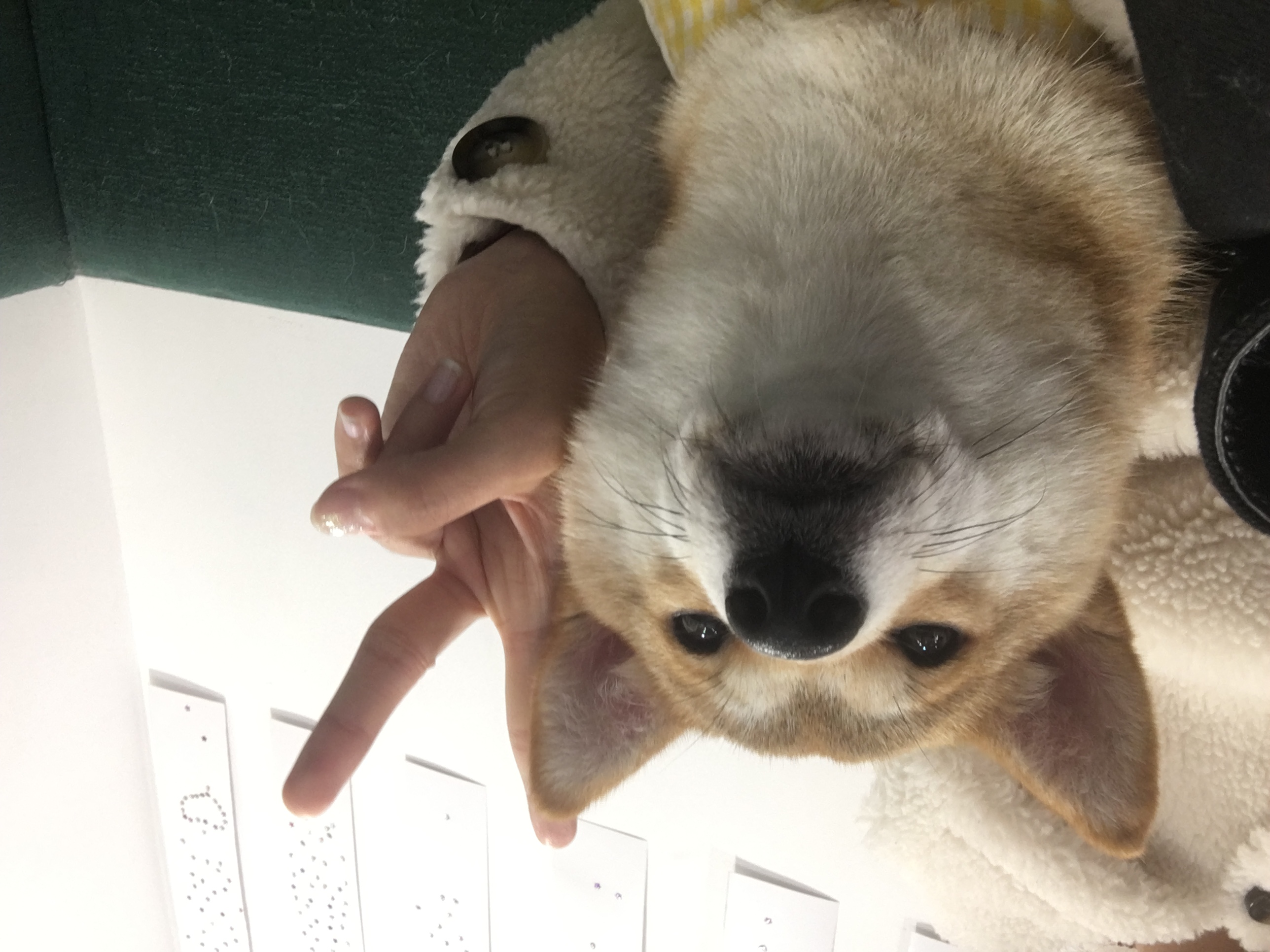 image-5