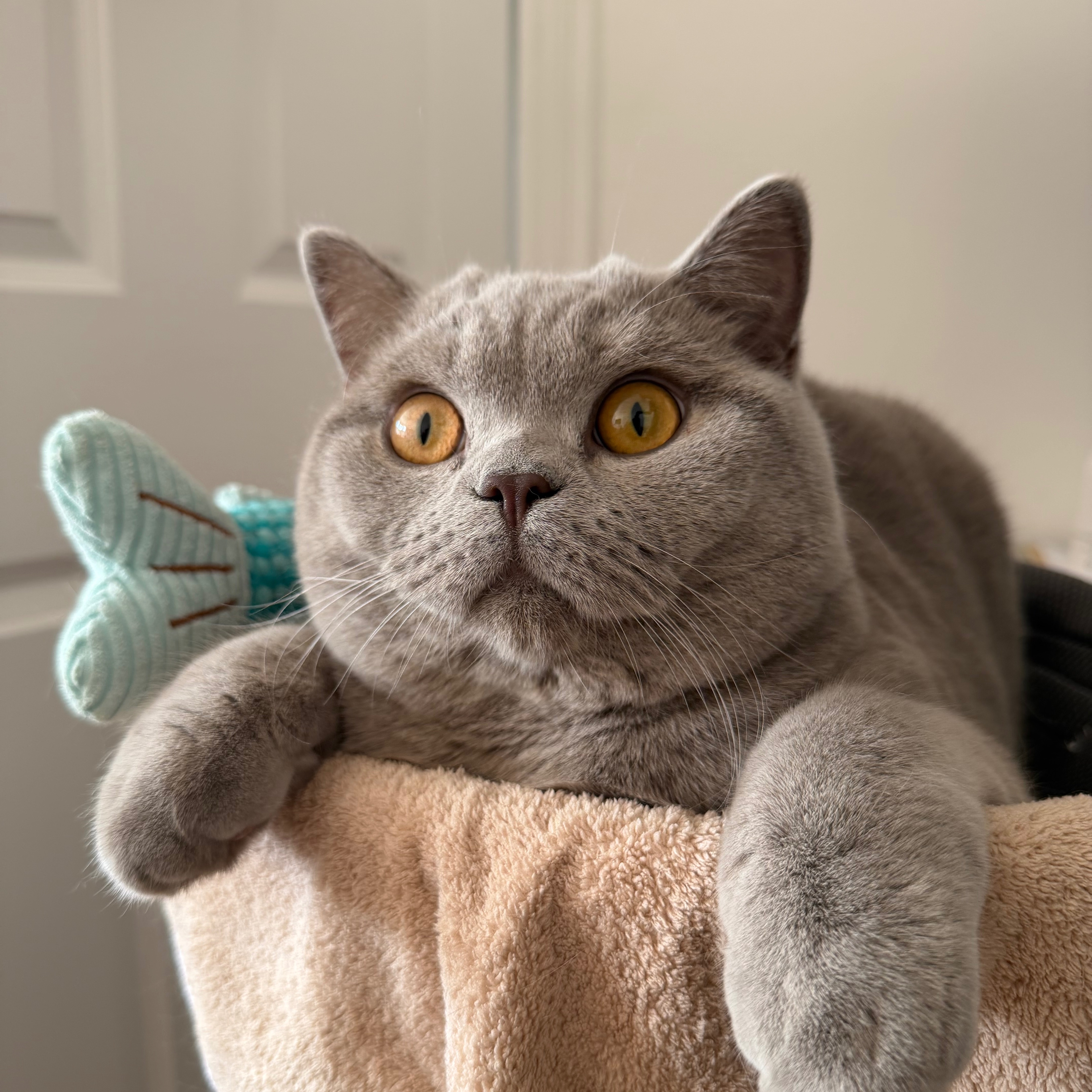 Stubby