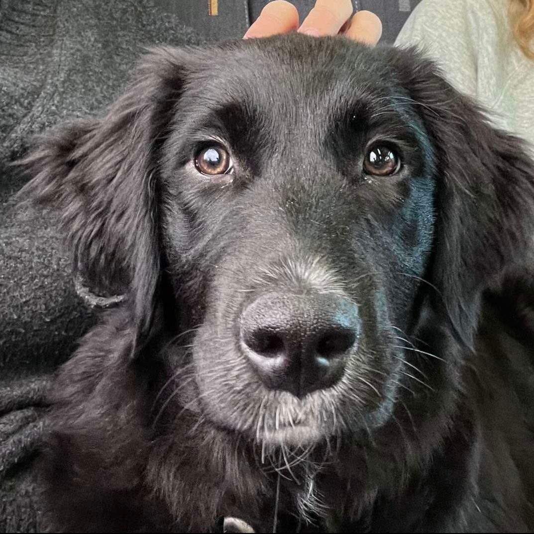 Mowgli