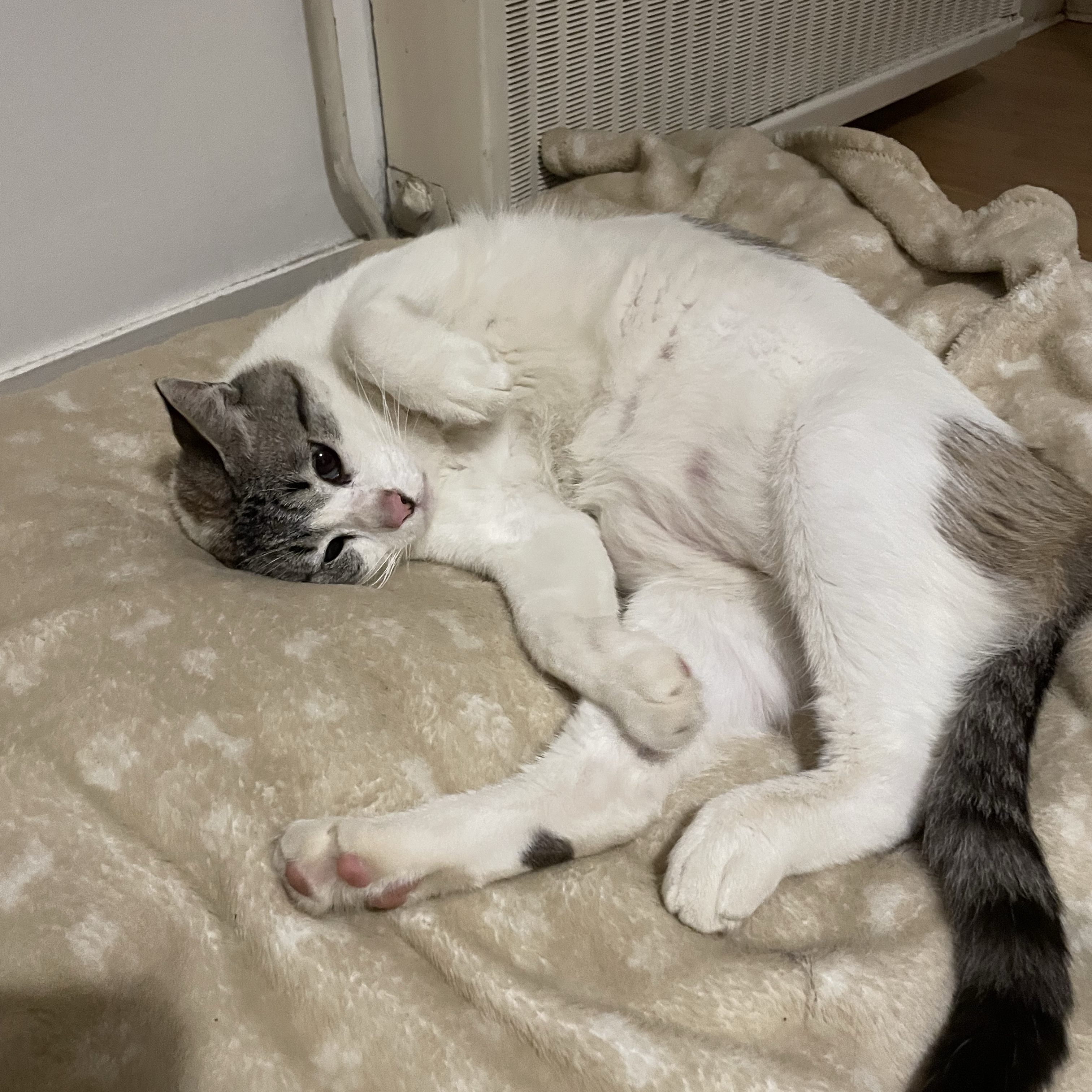 Snooky 
