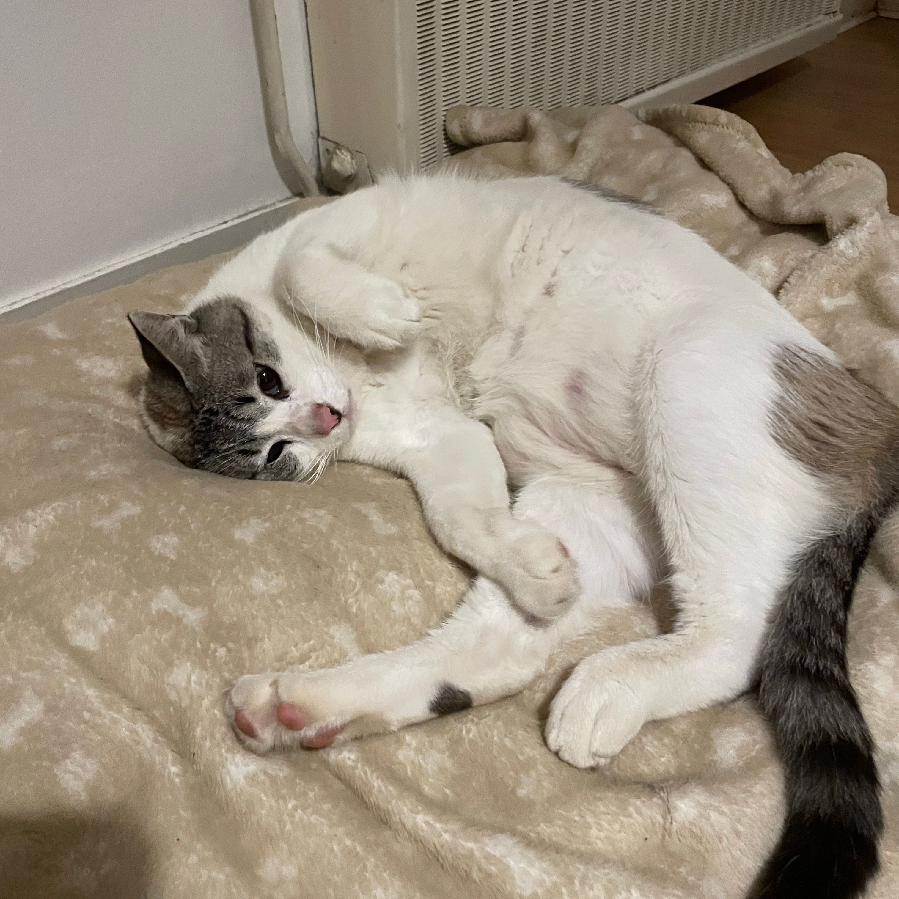 Snooky