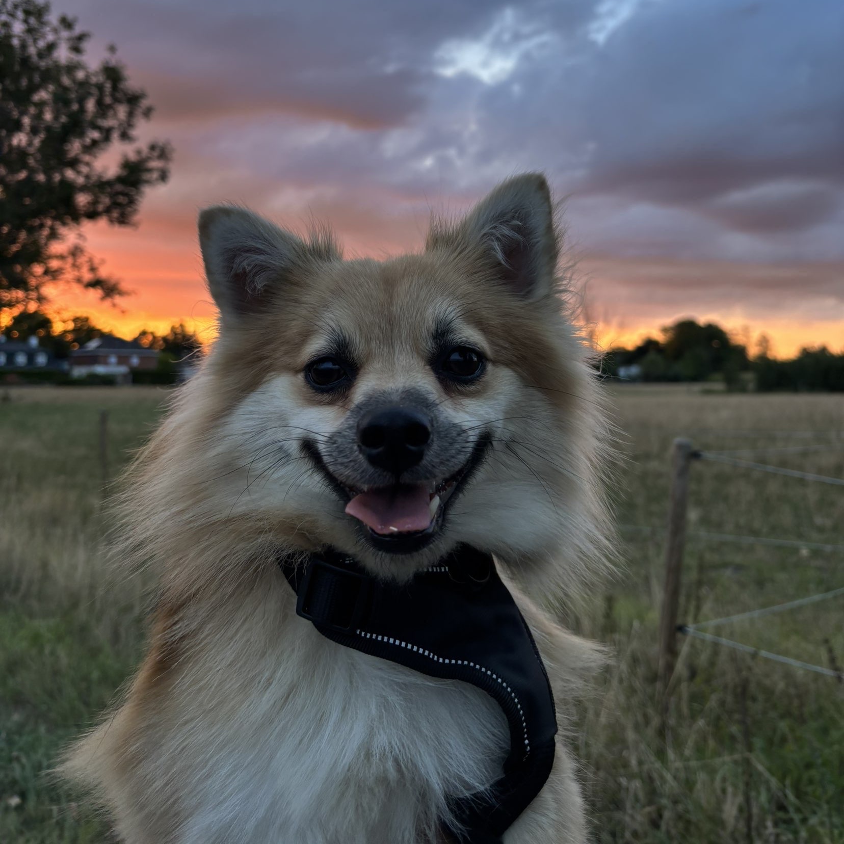 Fox