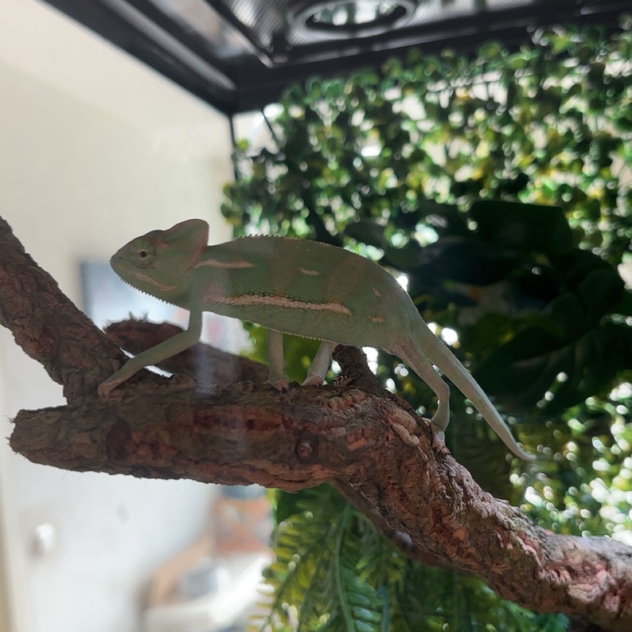 Pascal