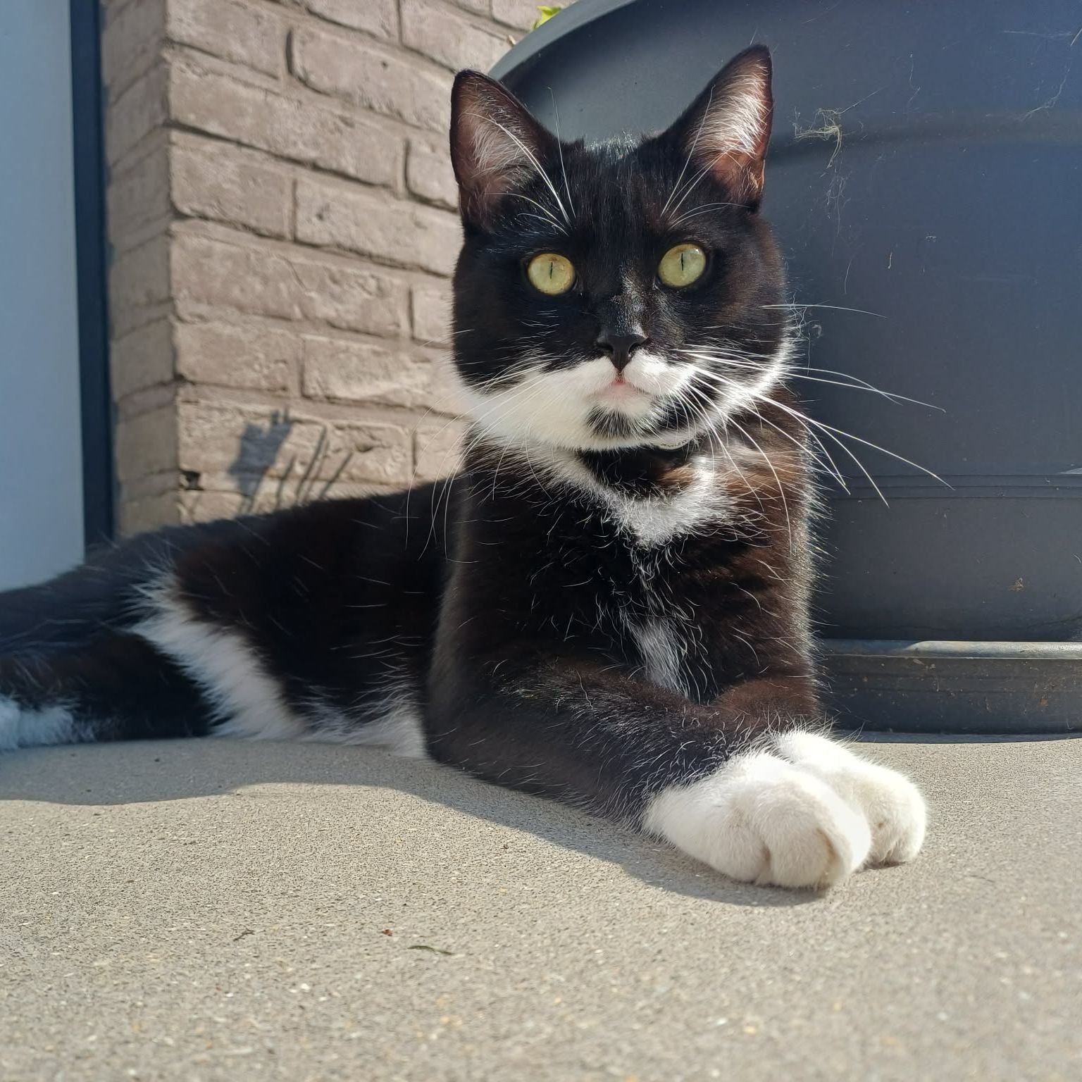 Stavros