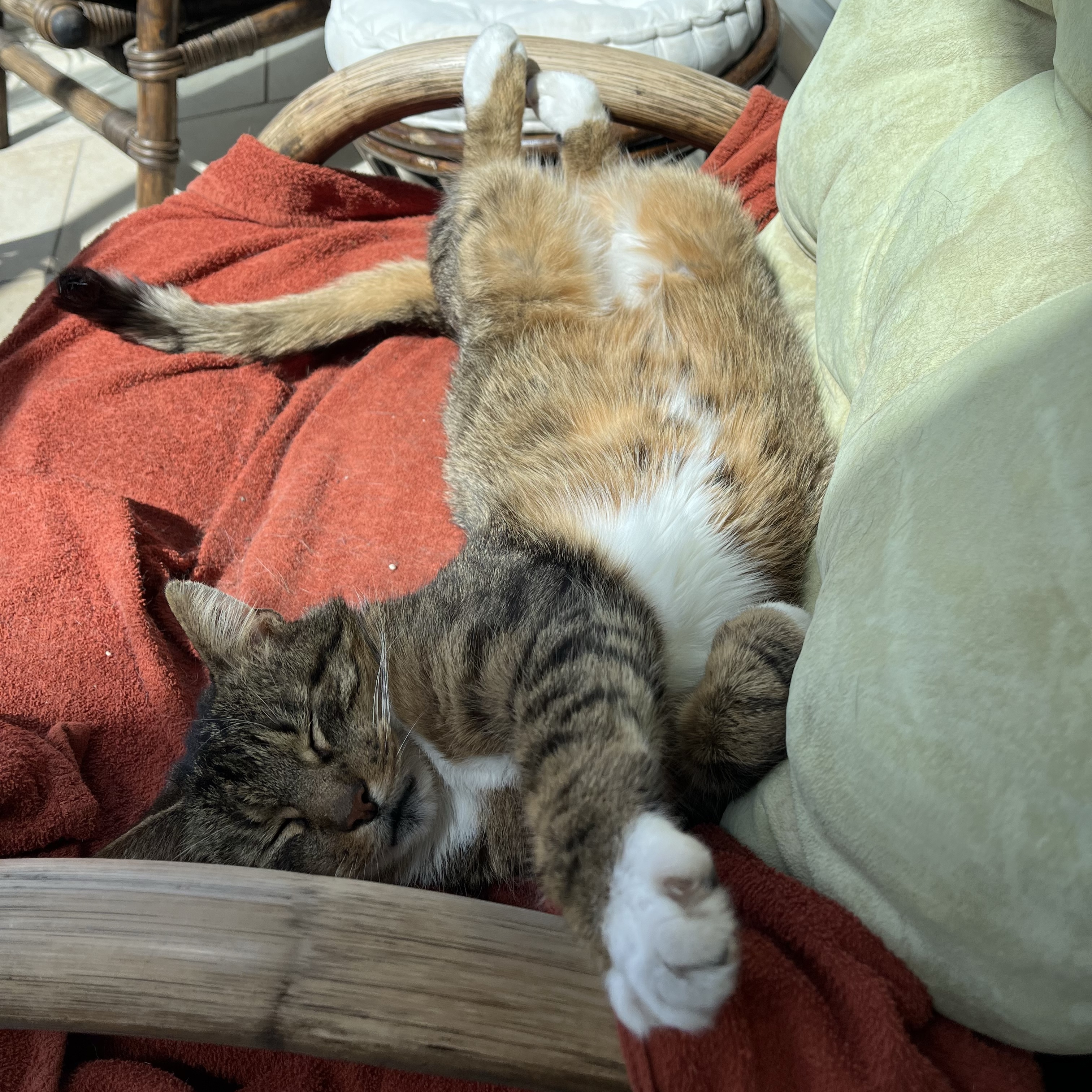 Tijger