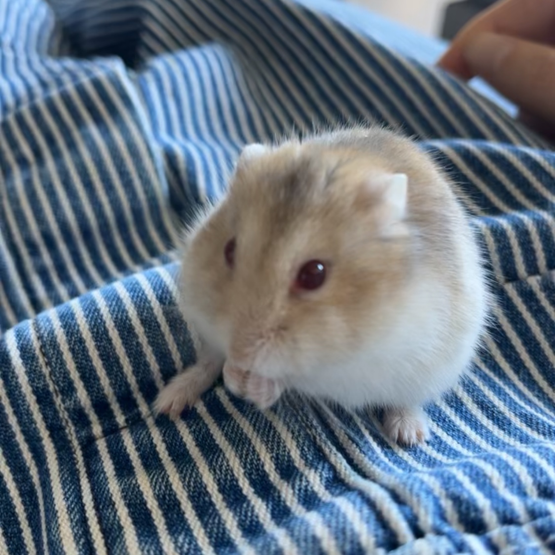 Ellie (hamster) 