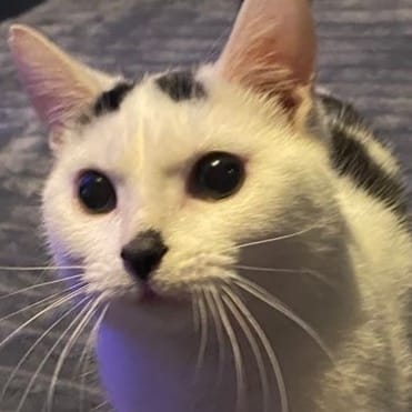 Pickle