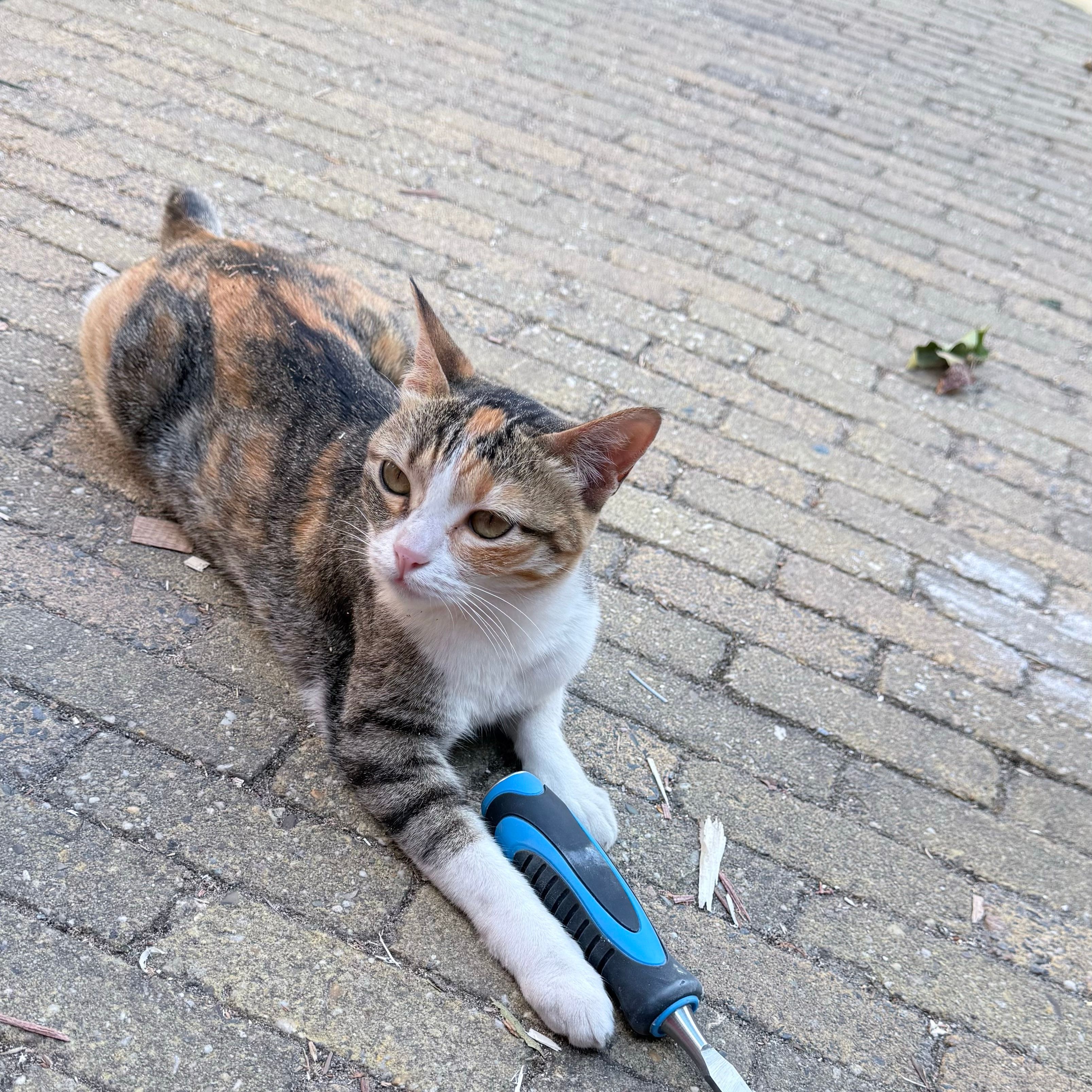 Mimi