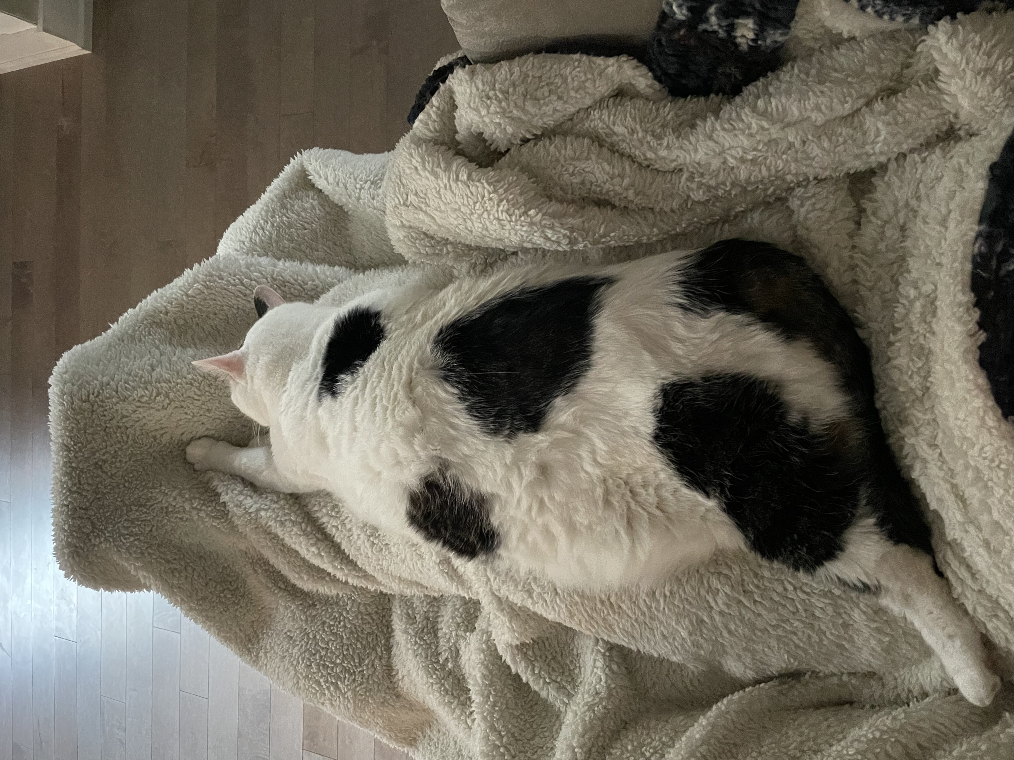 image-7