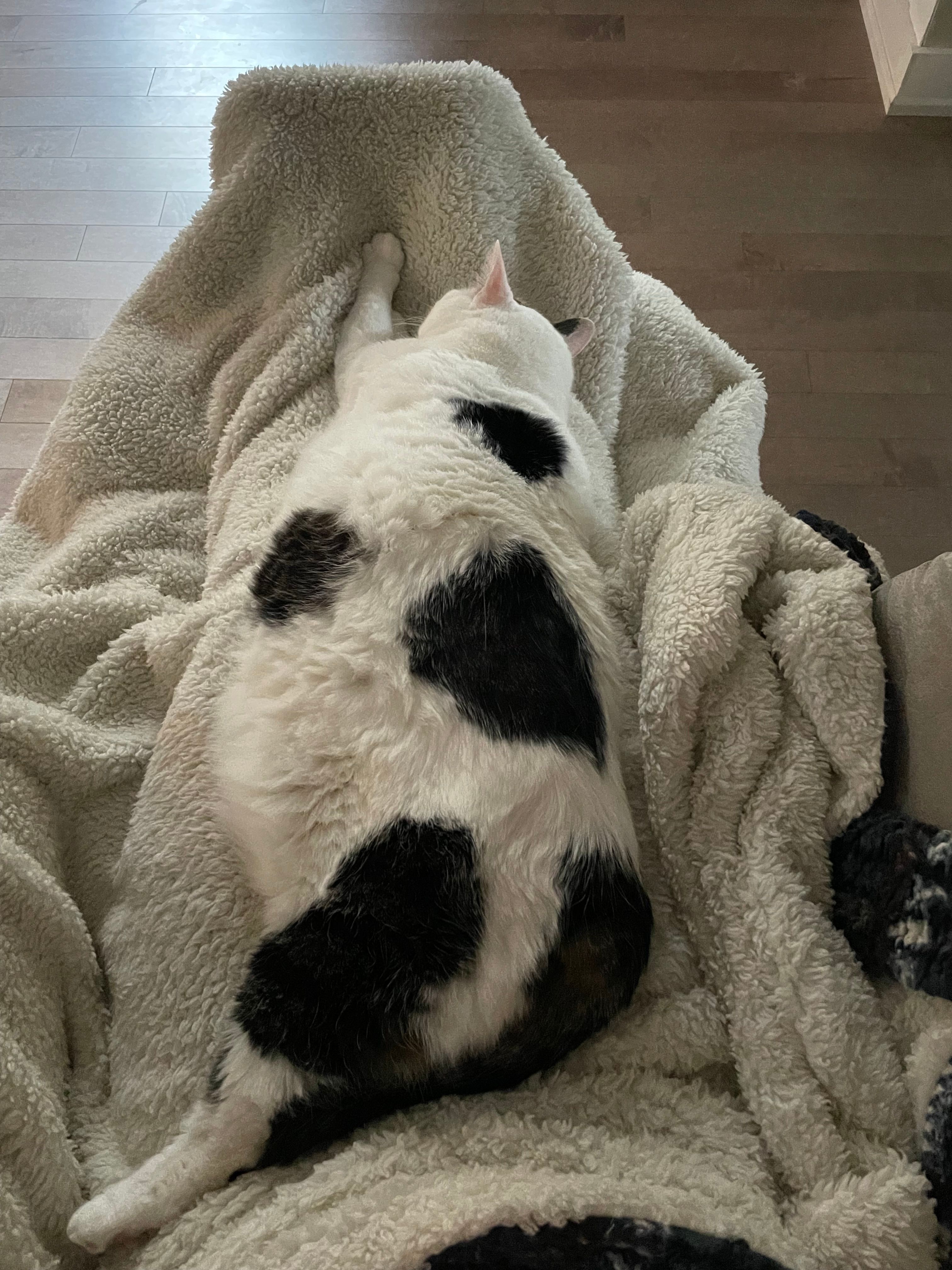 image-7