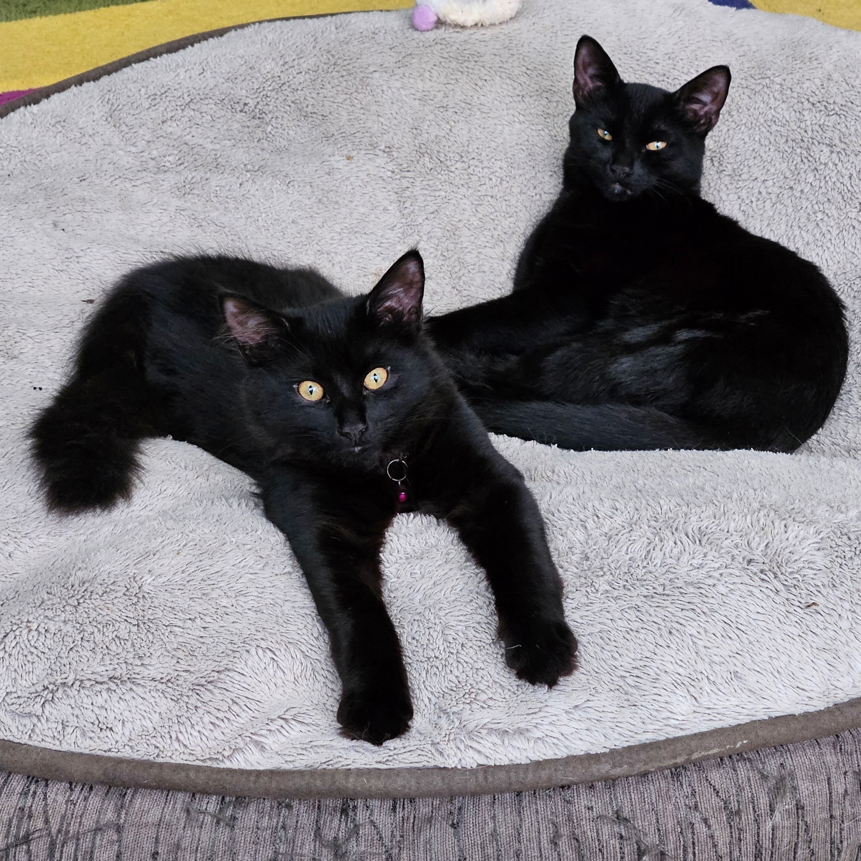 Bronte and Enzo