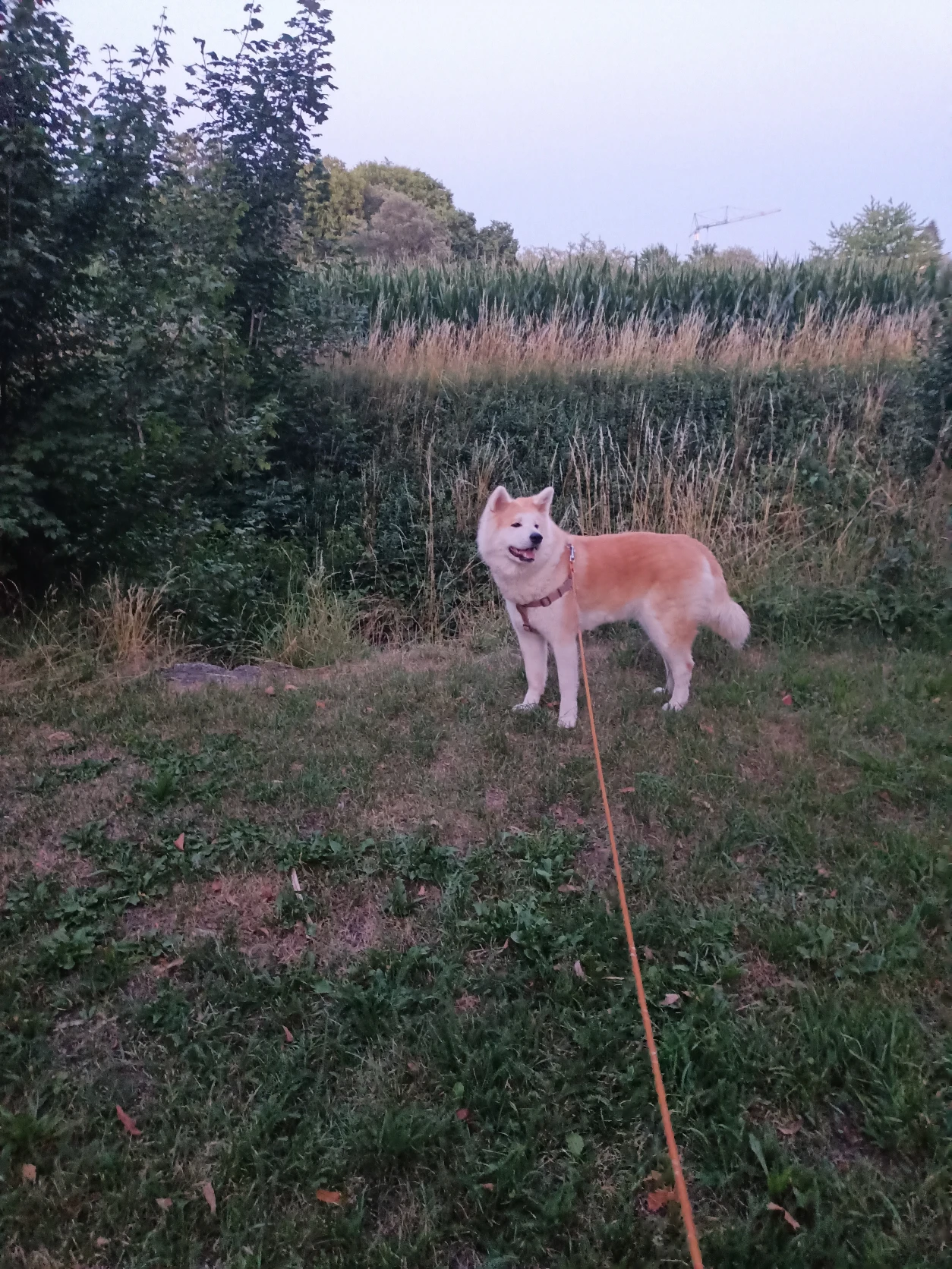 image-14