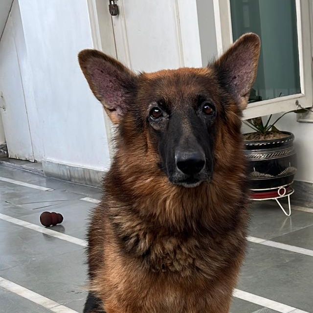 Simba
