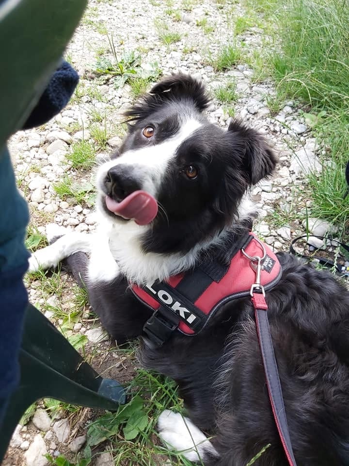 Loki