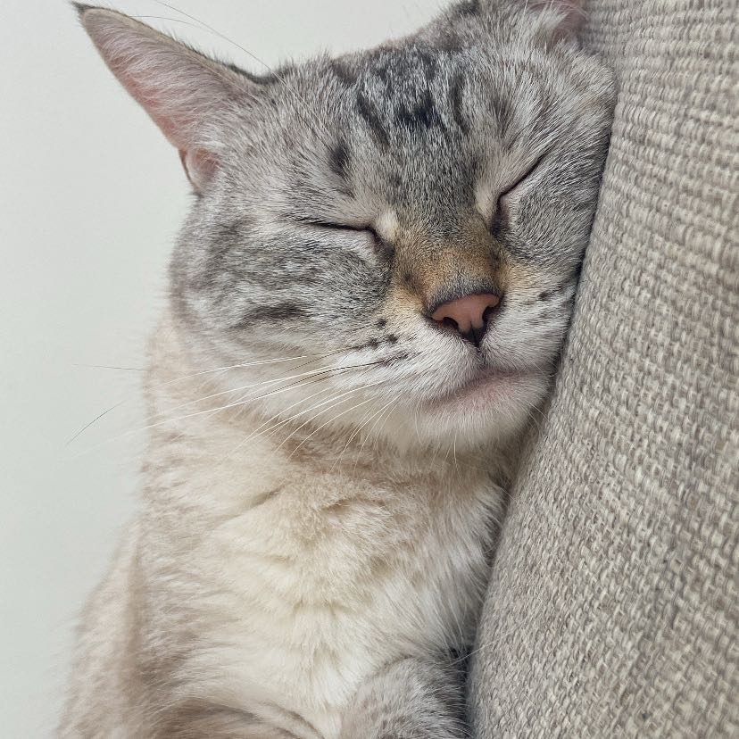 Jodie