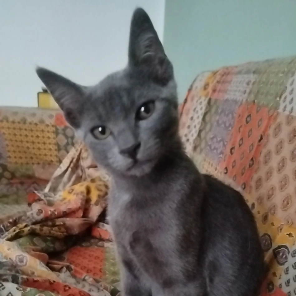 Dorian 
