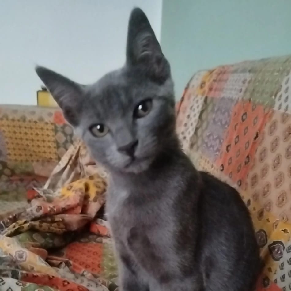 Dorian
