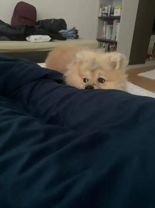 image-8