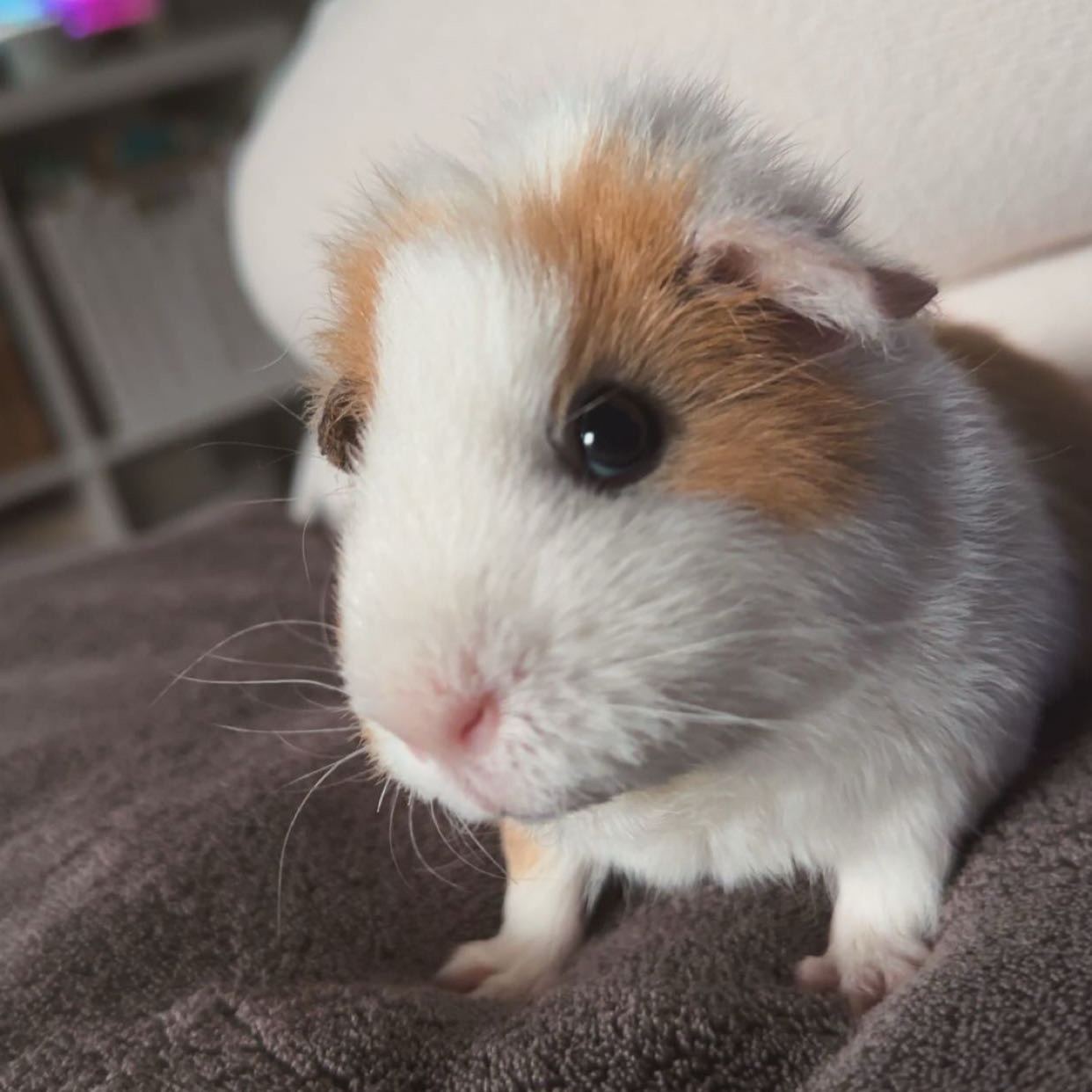 Peanut