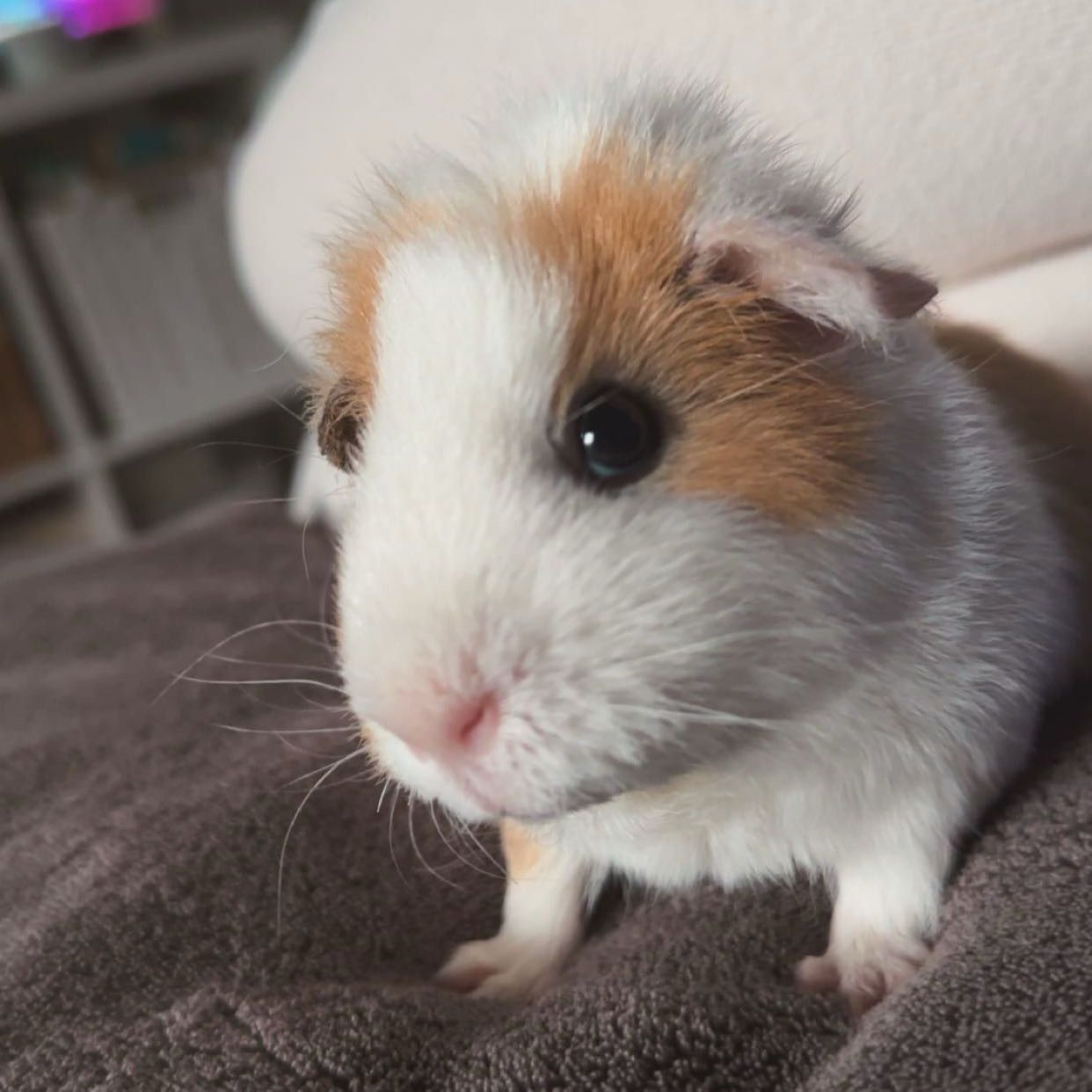 Peanut