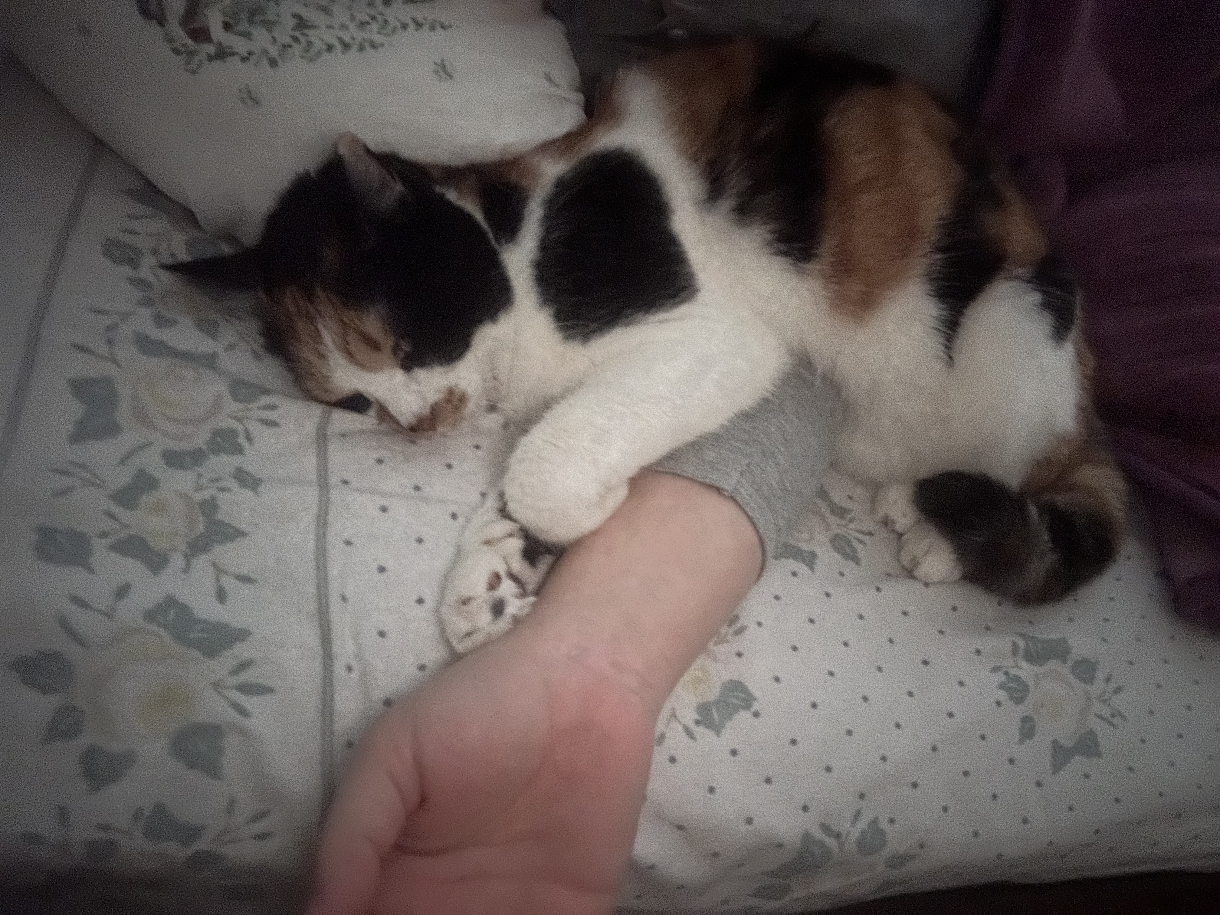image-7