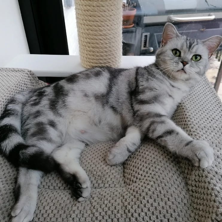 Jumi