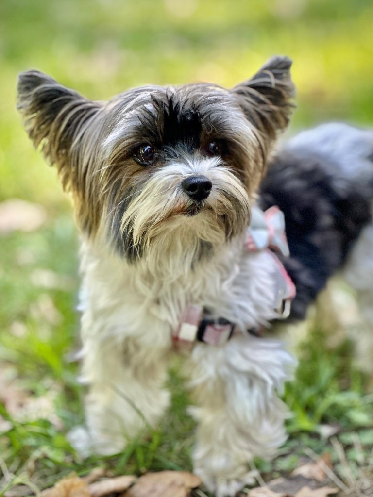 Maya