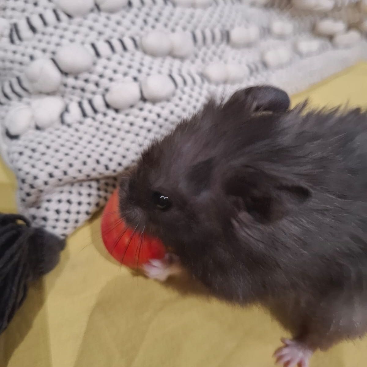 Gandalf