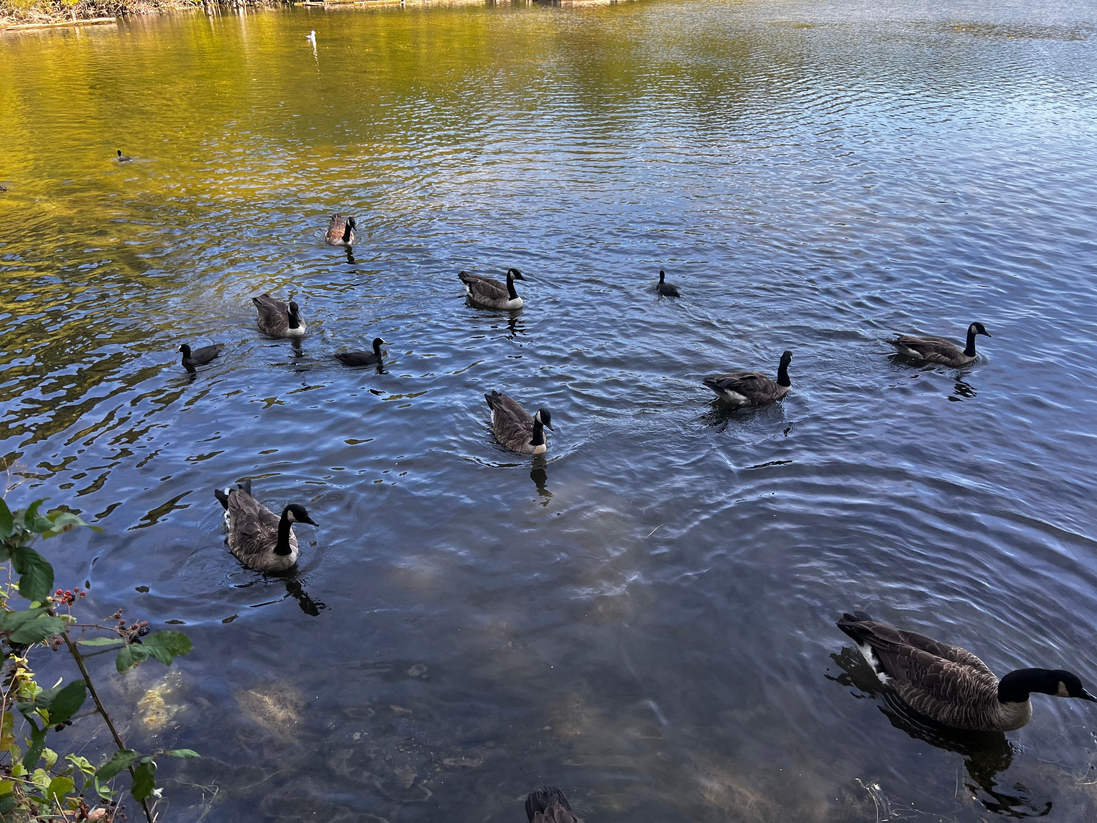 image-11