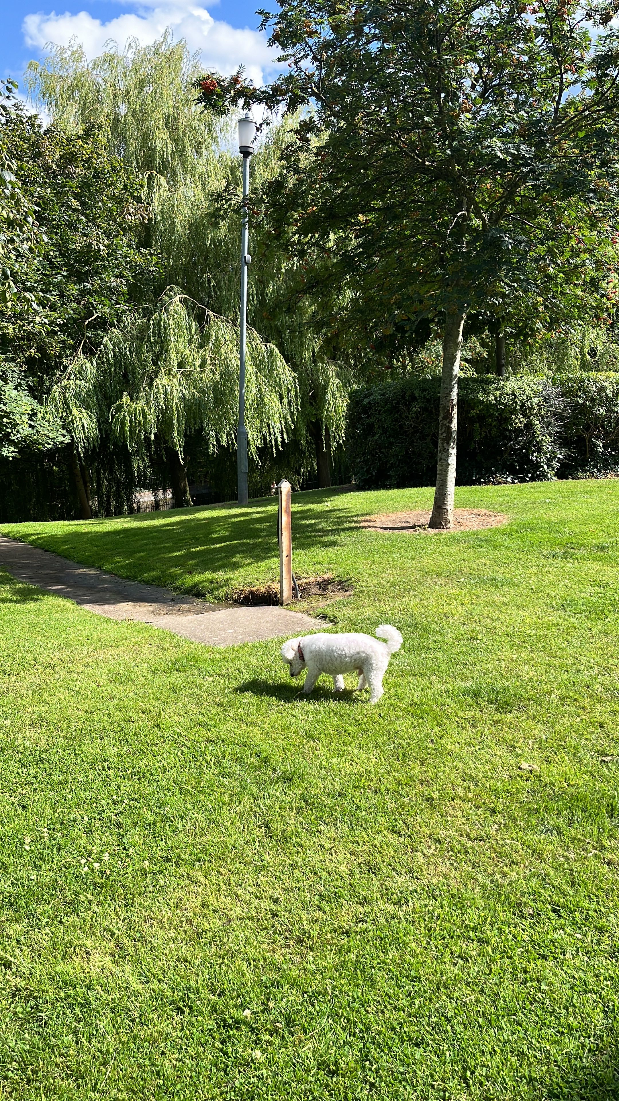 image-7